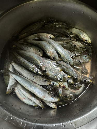 イワシの釣果