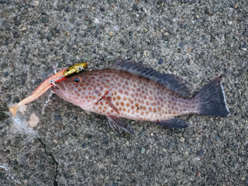 オオモンハタの釣果