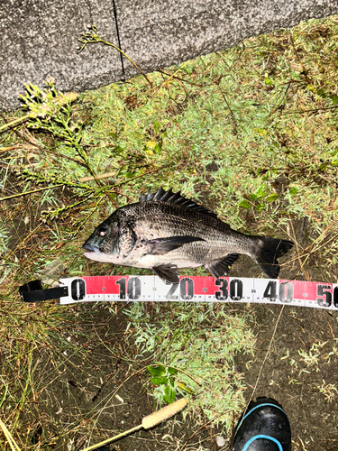 クロダイの釣果