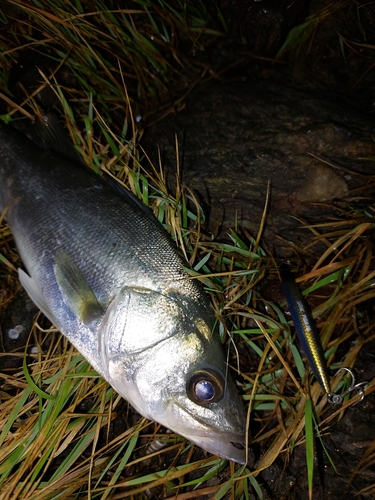 セイゴ（マルスズキ）の釣果