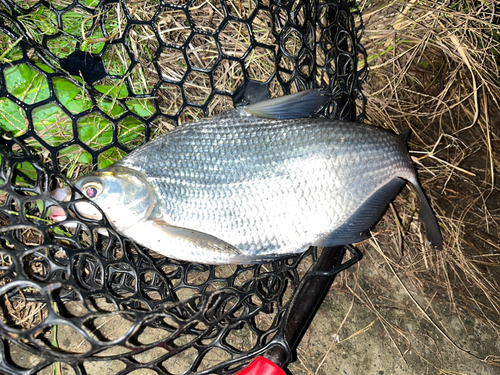 ダントウボウの釣果