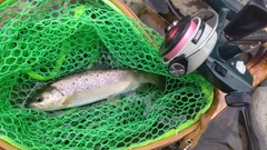 ブラウントラウトの釣果