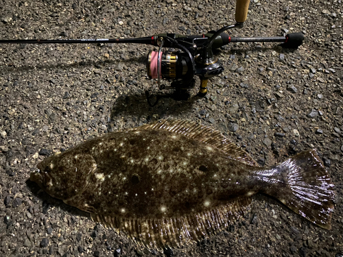 ヒラメの釣果