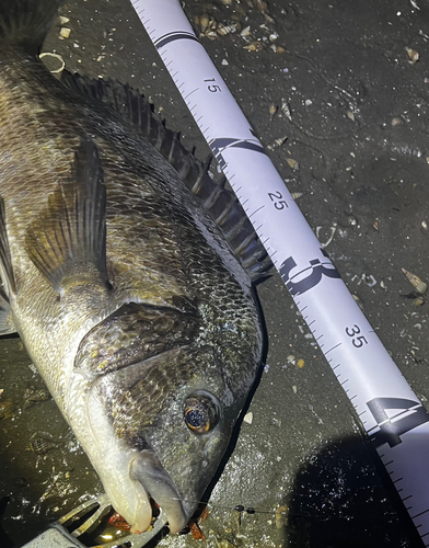 チヌの釣果