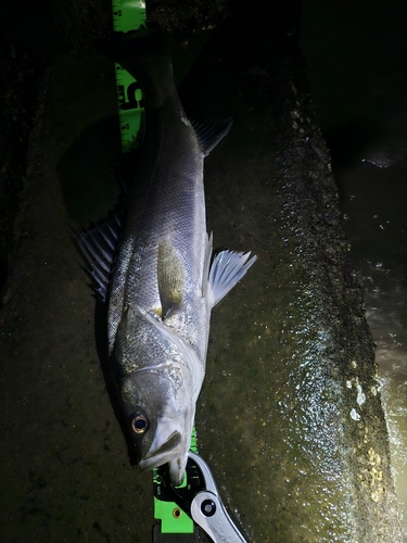 スズキの釣果