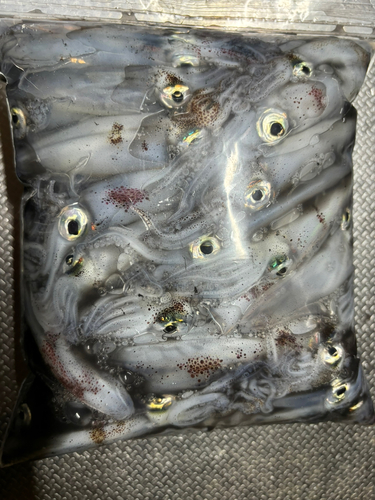 マメイカの釣果