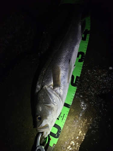 スズキの釣果