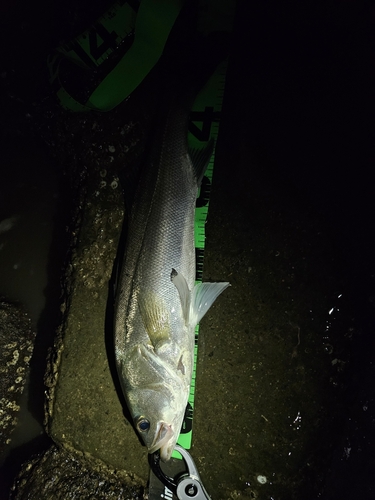 フッコ（マルスズキ）の釣果