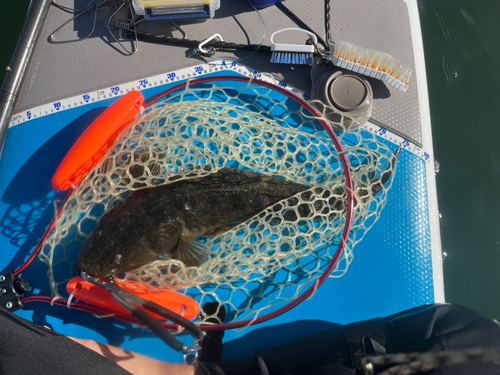 マゴチの釣果