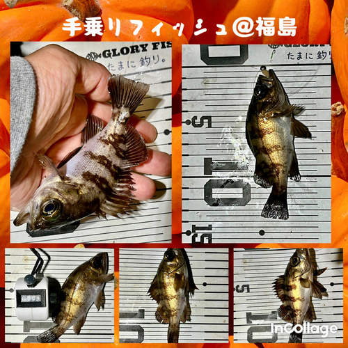 メバルの釣果