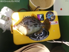 カワハギの釣果