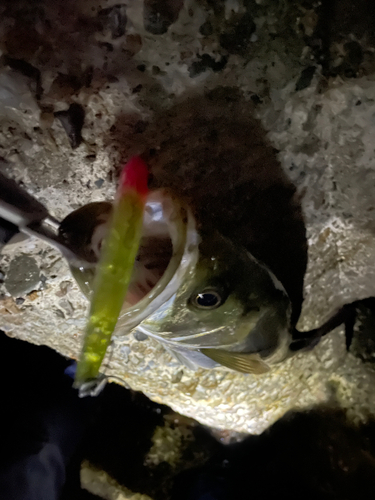 フッコ（マルスズキ）の釣果