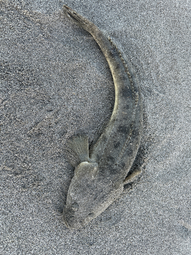 マゴチの釣果