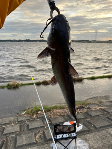 アメリカナマズの釣果