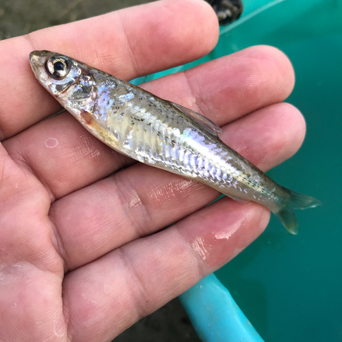 モロコの釣果