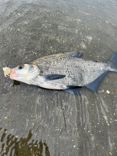 ダントウボウの釣果