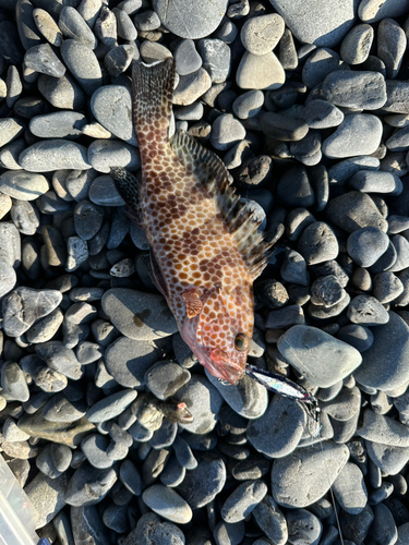 オオモンハタの釣果