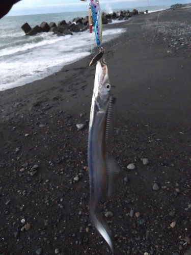 タチウオの釣果