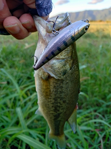 釣果