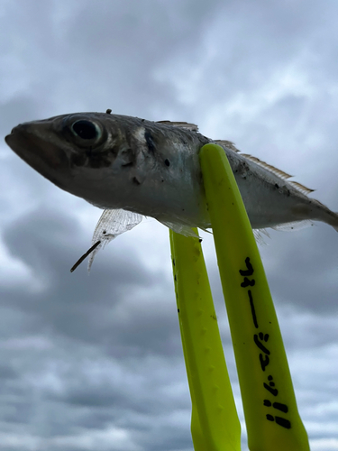 サバの釣果