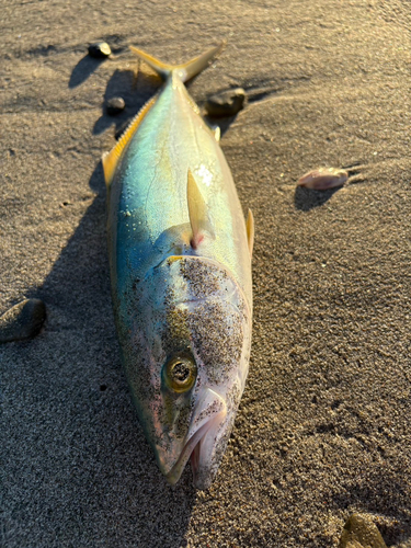 イナダの釣果