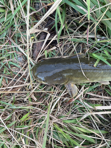 ナマズの釣果