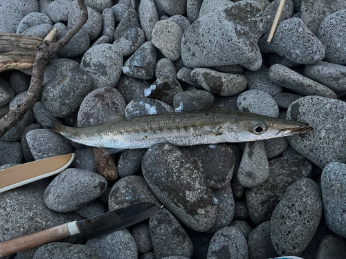 カマスの釣果