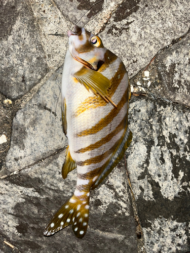 タカノハダイの釣果