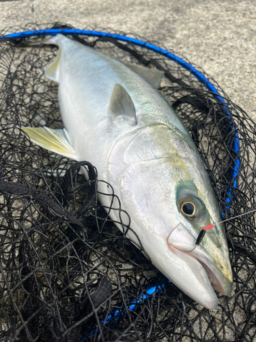 メジロの釣果