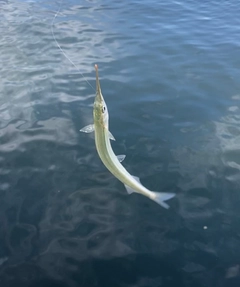 サヨリの釣果