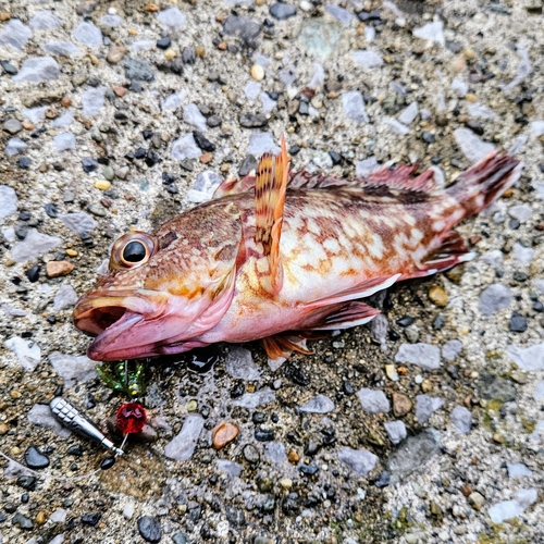 カサゴの釣果