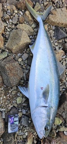 ハマチの釣果