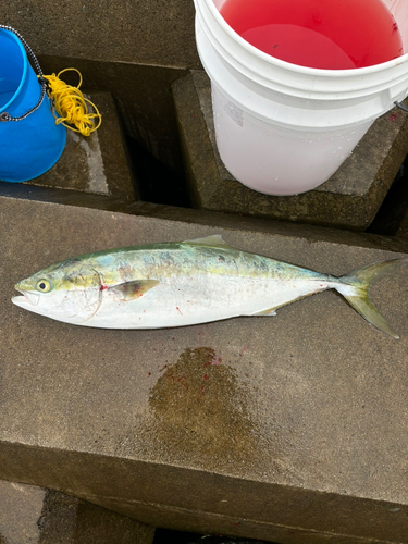 ワラサの釣果