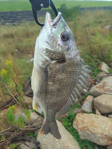 キビレの釣果