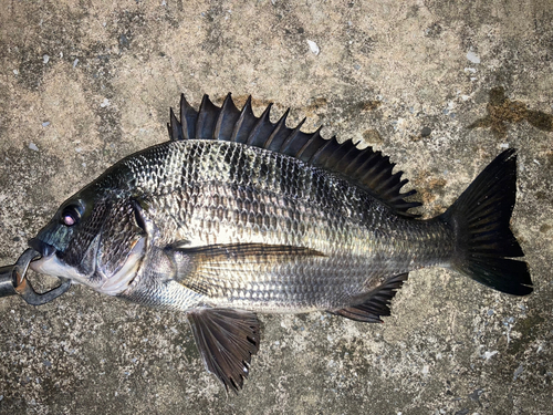 クロダイの釣果