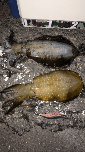 アオリイカの釣果