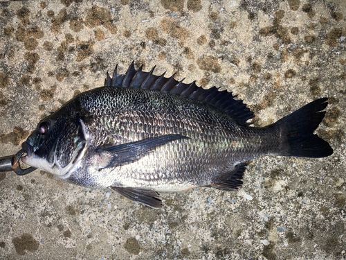 クロダイの釣果