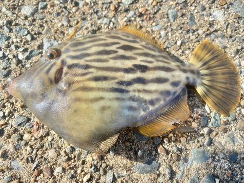 カワハギの釣果