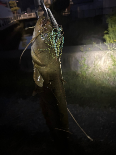 ナマズの釣果