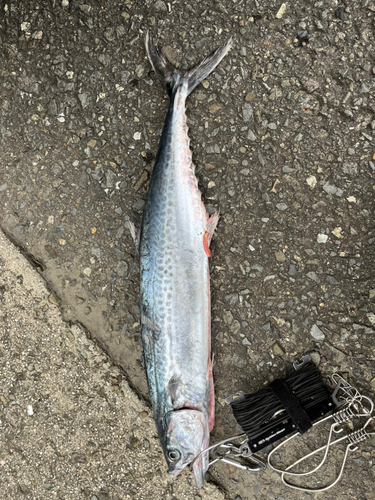 サゴシの釣果