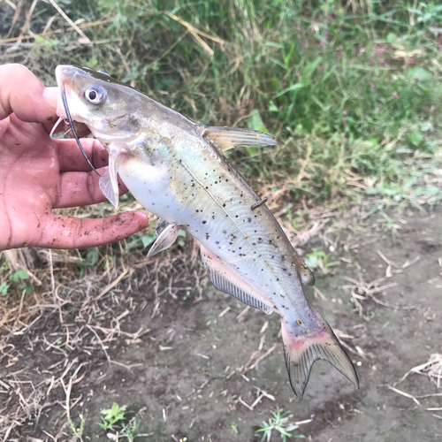 アメリカナマズの釣果