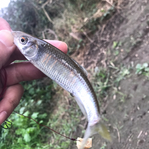 オイカワの釣果