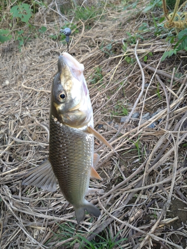 ニゴイの釣果