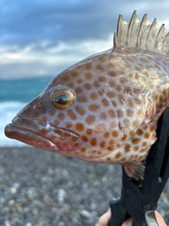 オオモンハタの釣果