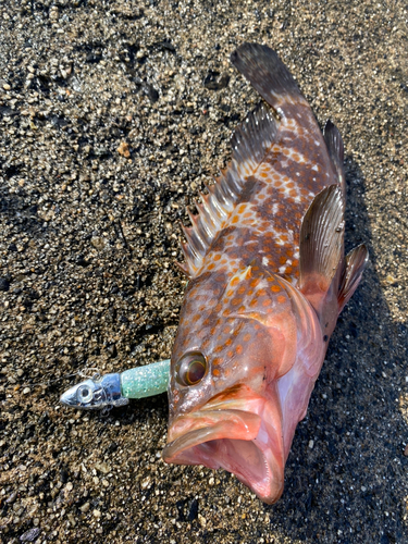 アコウの釣果