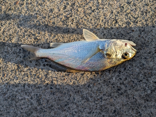 イシモチの釣果