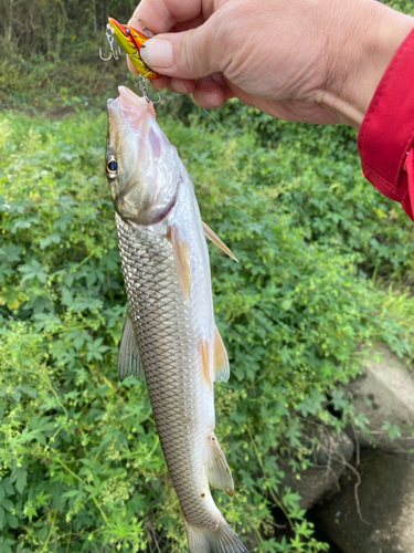 ニゴイの釣果