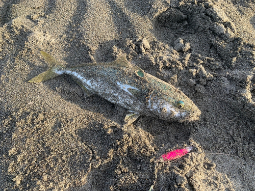 ワカシの釣果