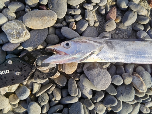 タチウオの釣果