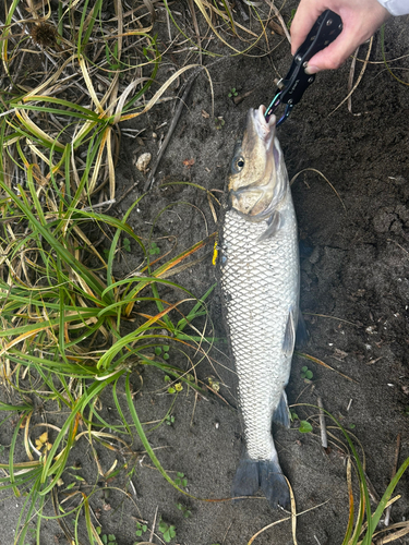 コイの釣果